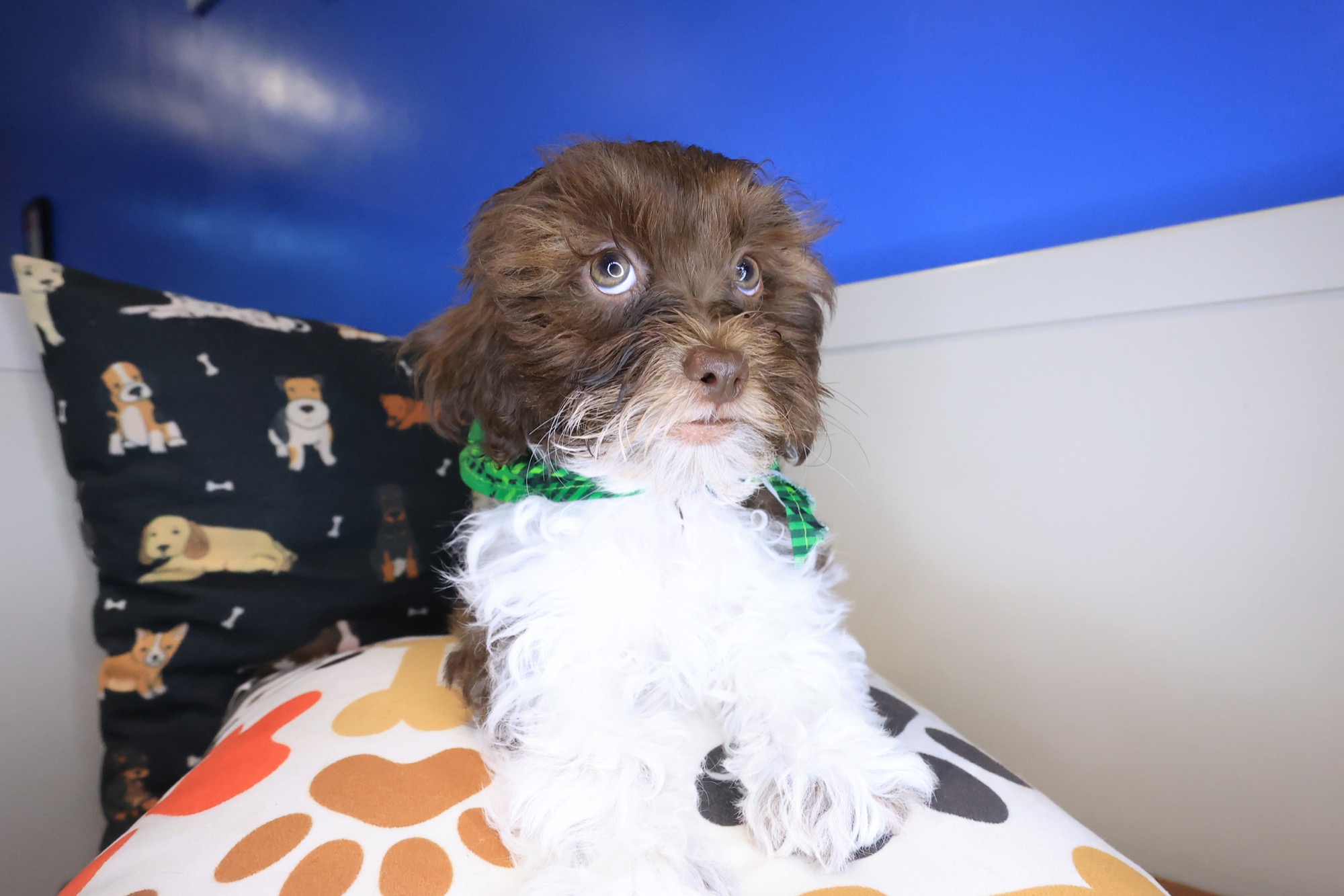 Cream, Teddy Bear puppy photo 3