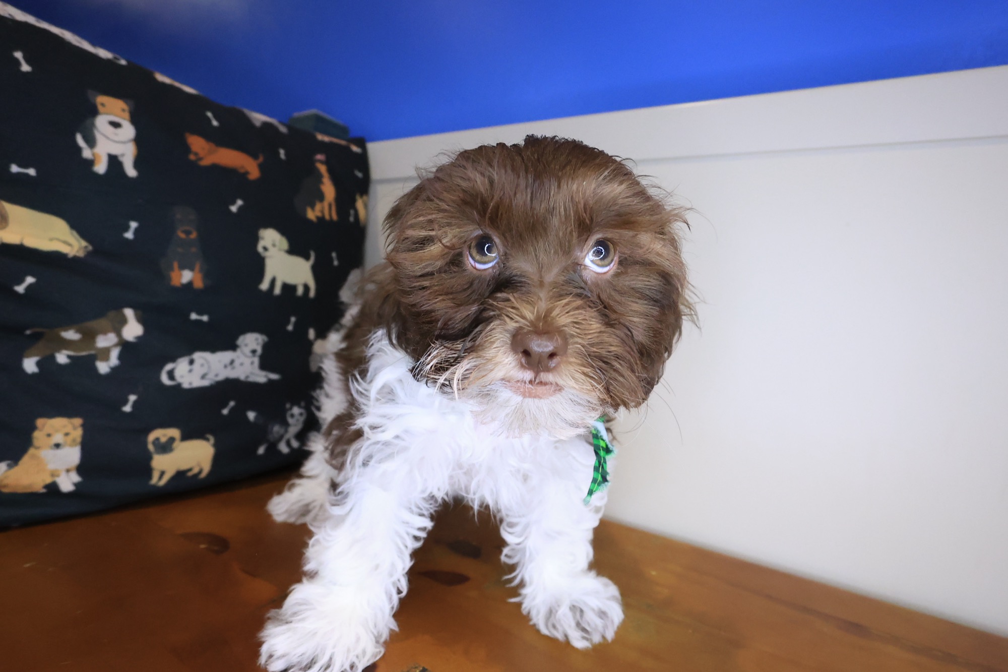 Cream, Teddy Bear puppy photo 4