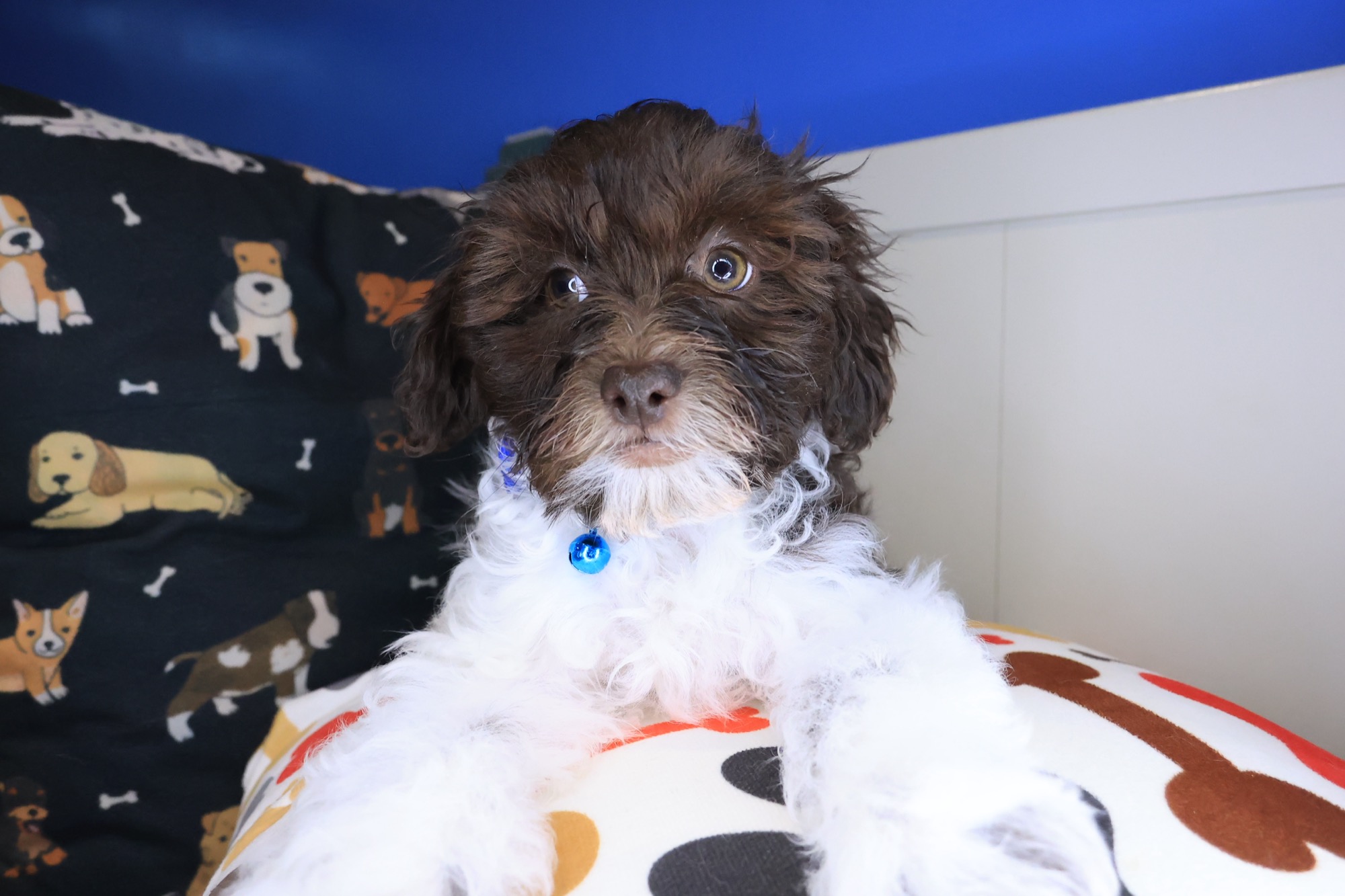 Lionel, Teddy Bear puppy