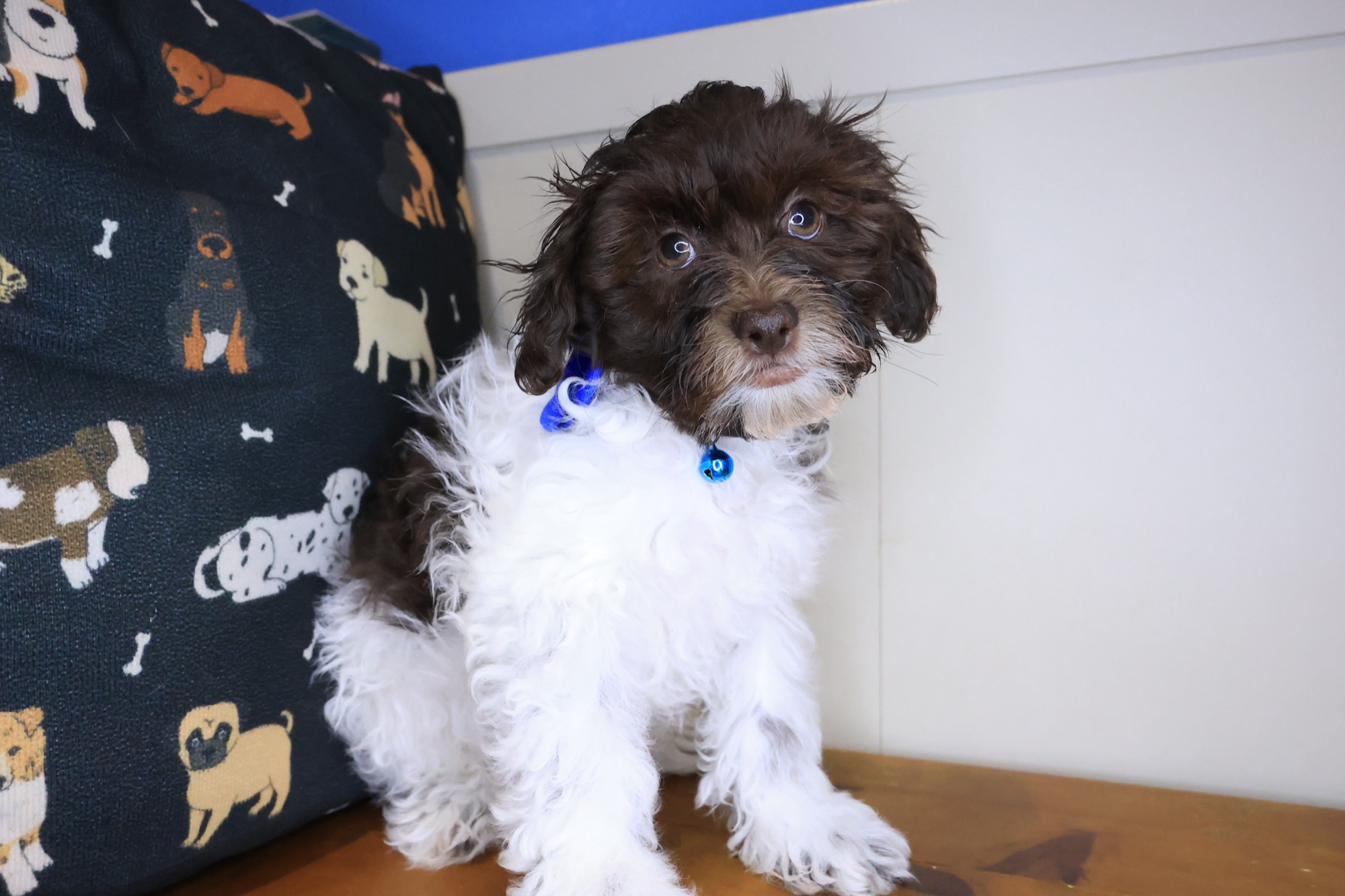 Lionel, Teddy Bear puppy photo 2