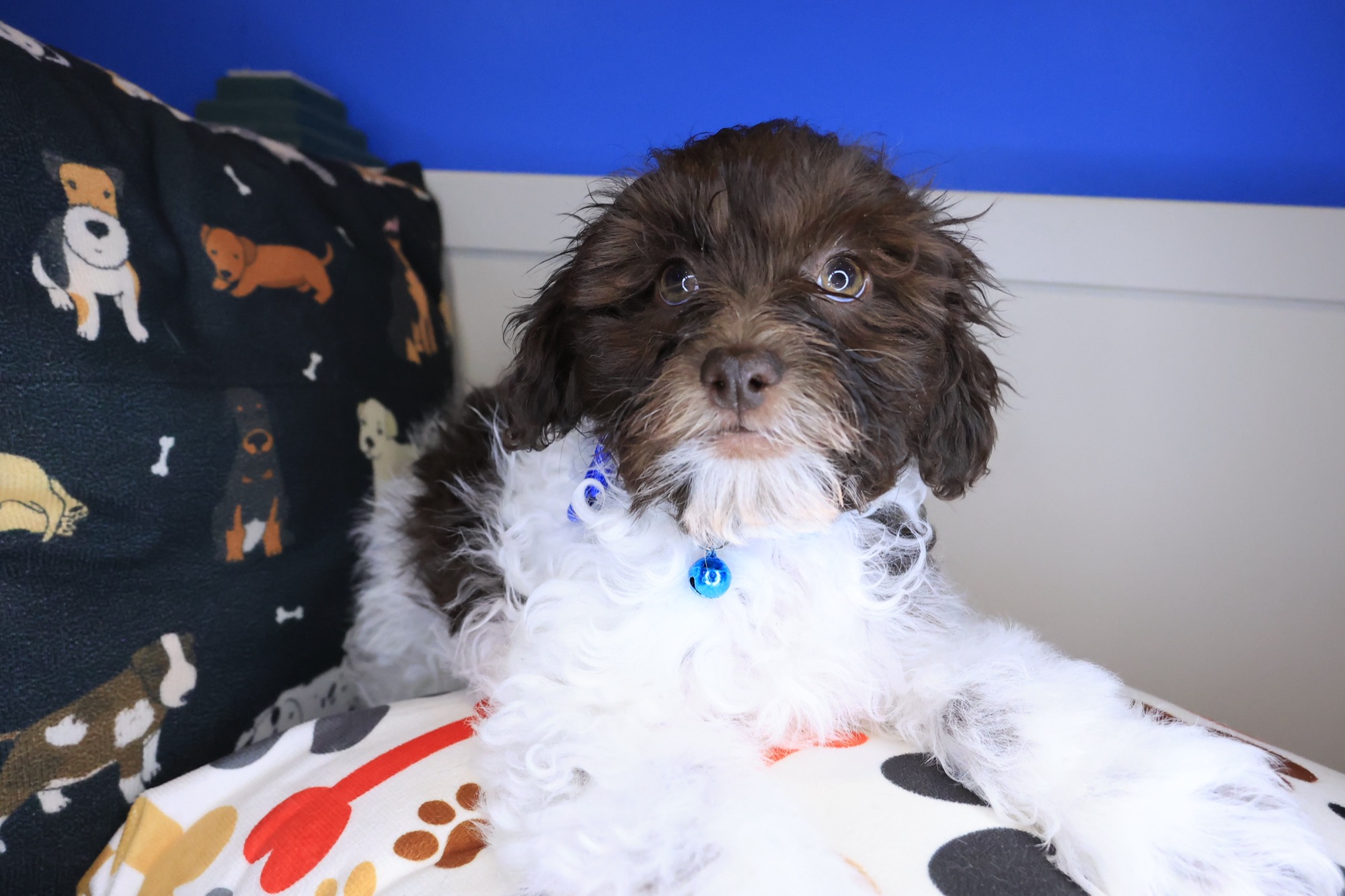 Lionel, Teddy Bear puppy photo 3