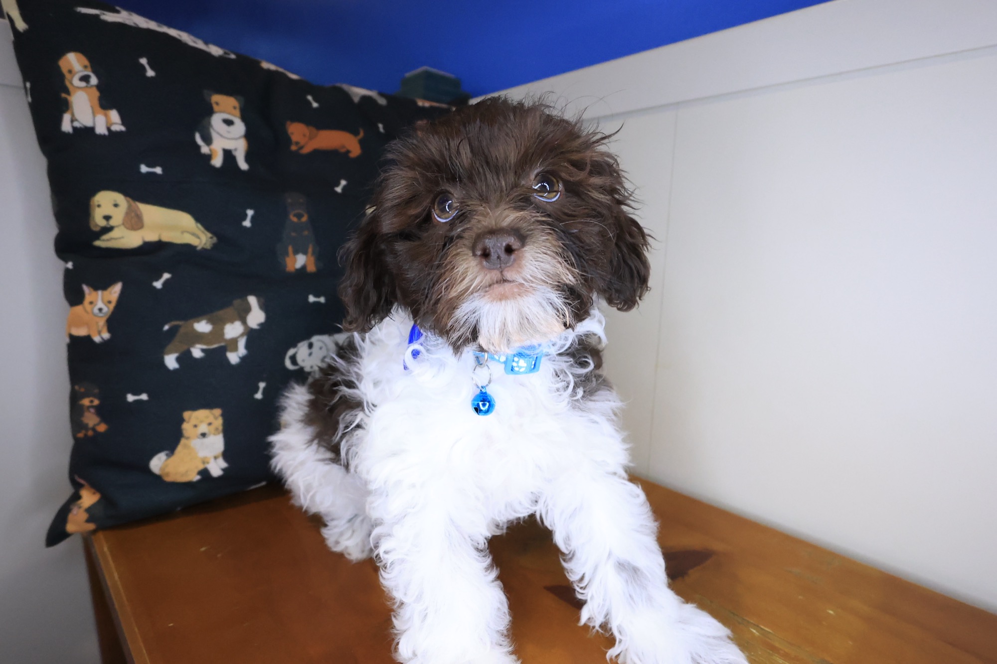 Lionel, Teddy Bear puppy photo 4