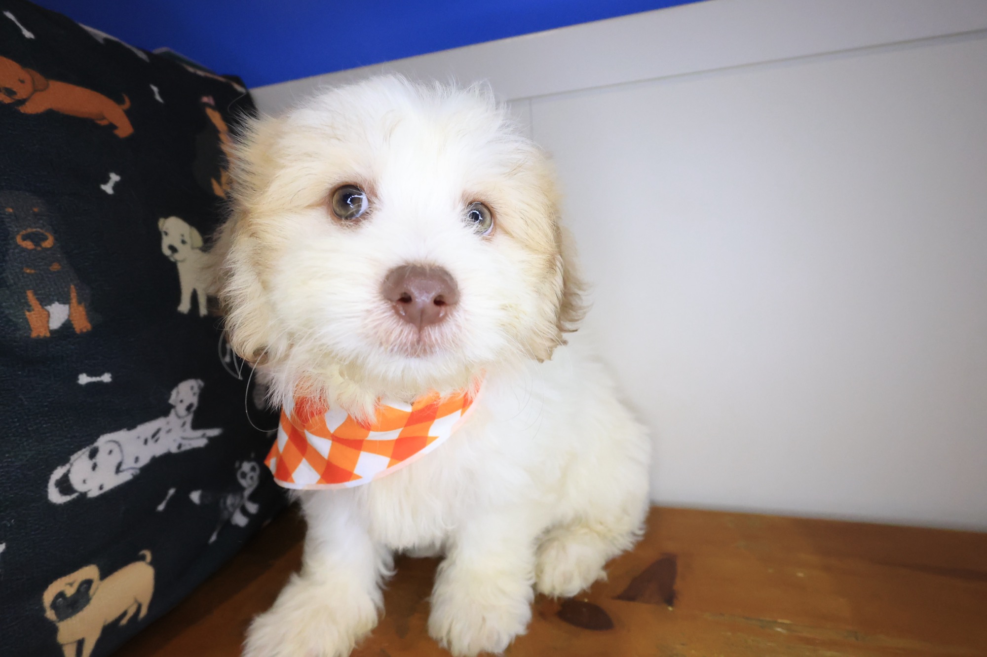 Buffy, Teddy Bear puppy photo 2