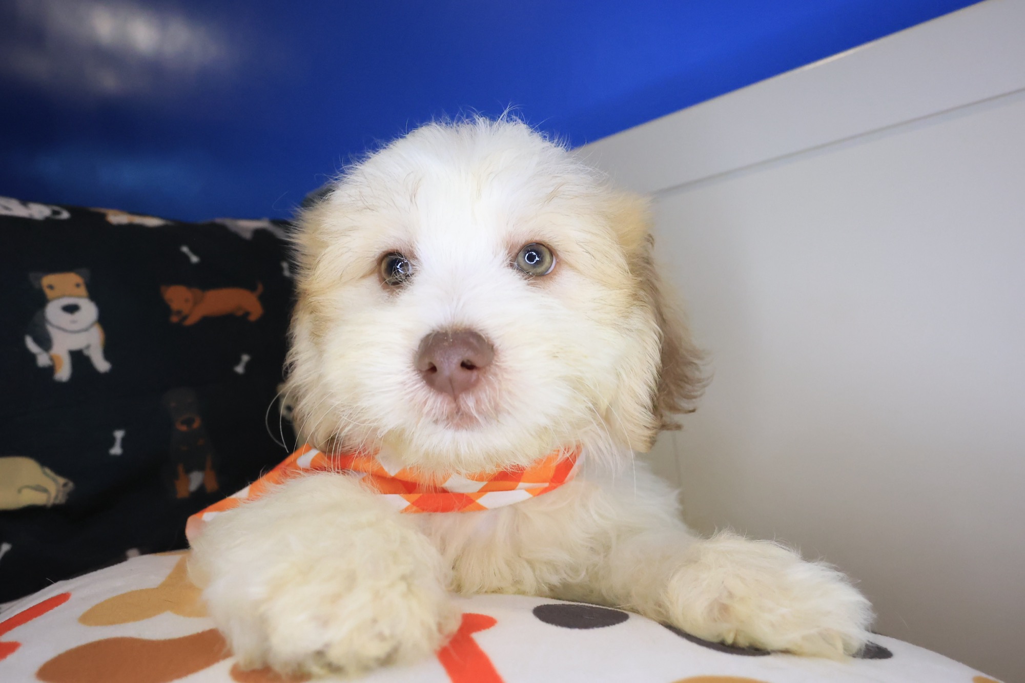 Buffy, Teddy Bear puppy photo 3
