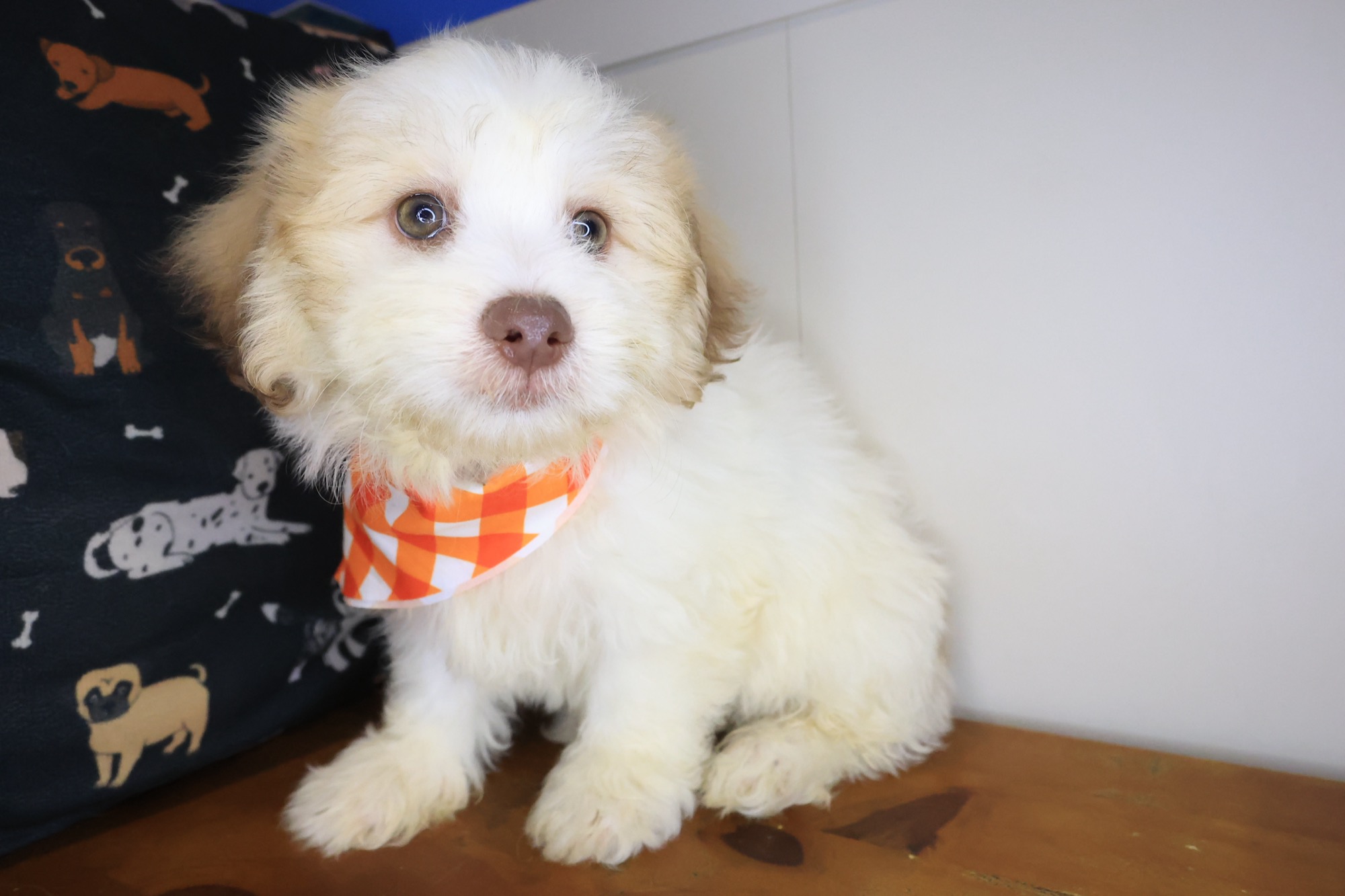 Buffy, Teddy Bear puppy photo 4