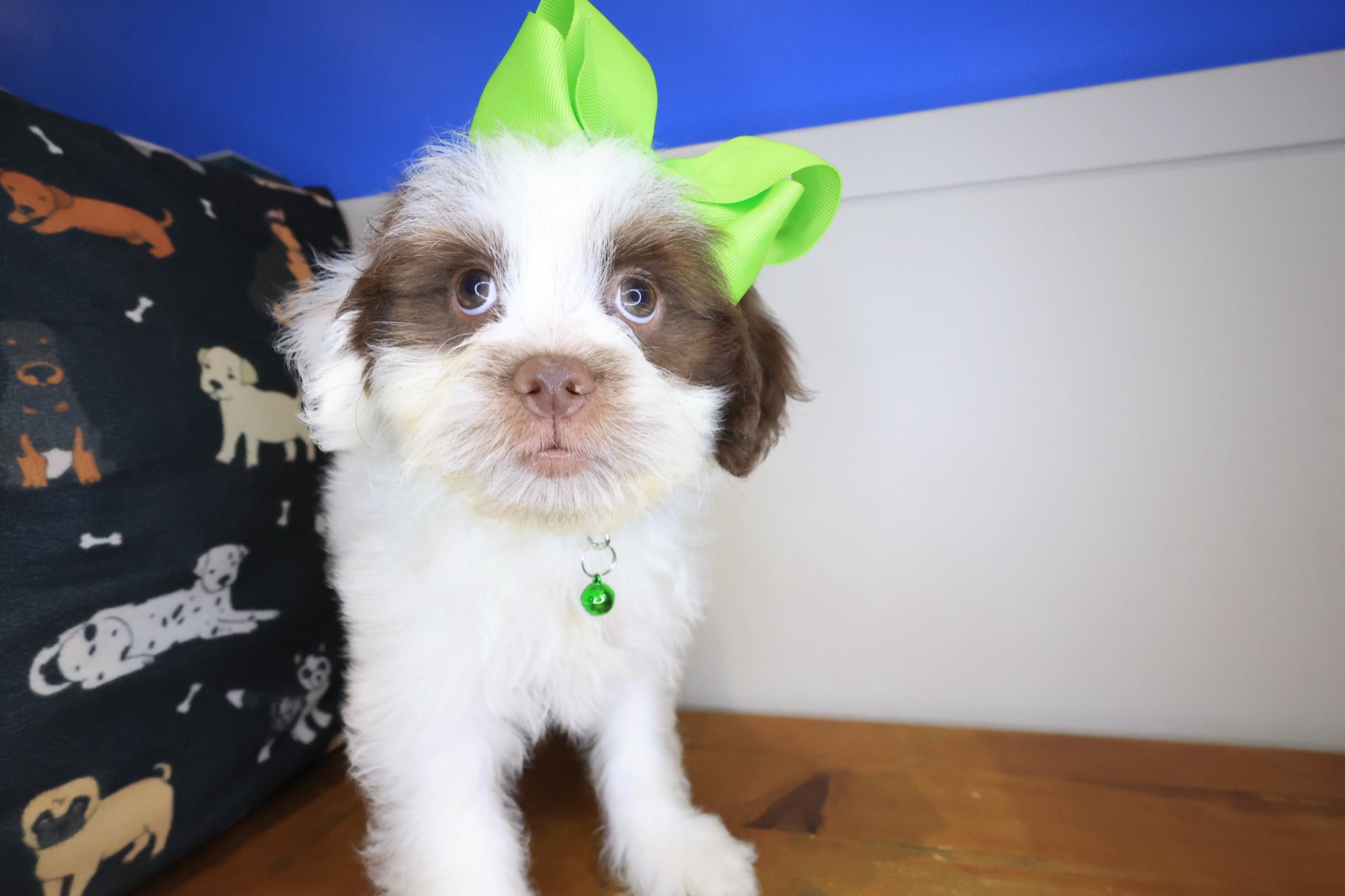 Martell, Teddy Bear puppy photo 2