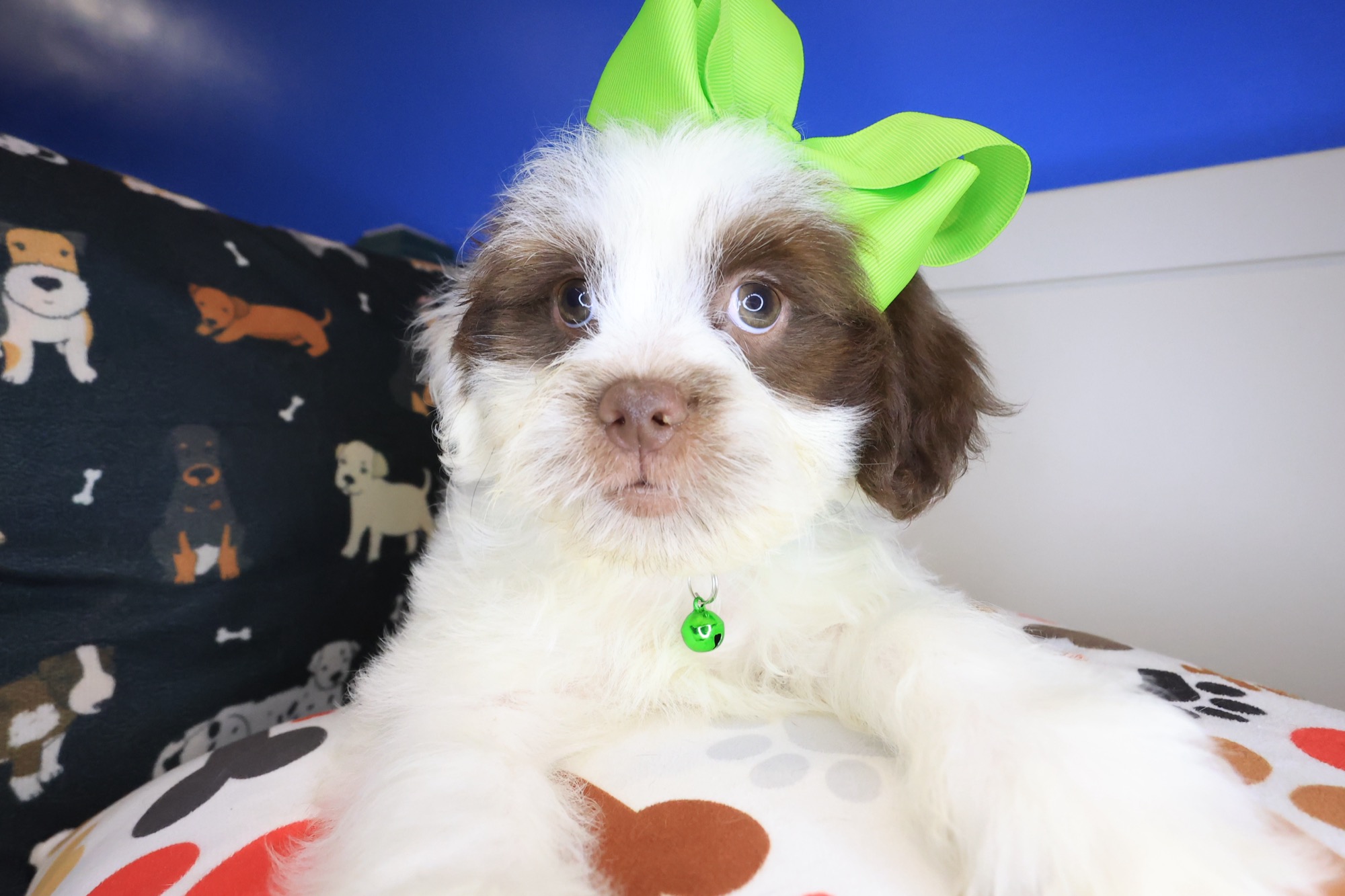 Martell, Teddy Bear puppy photo 3