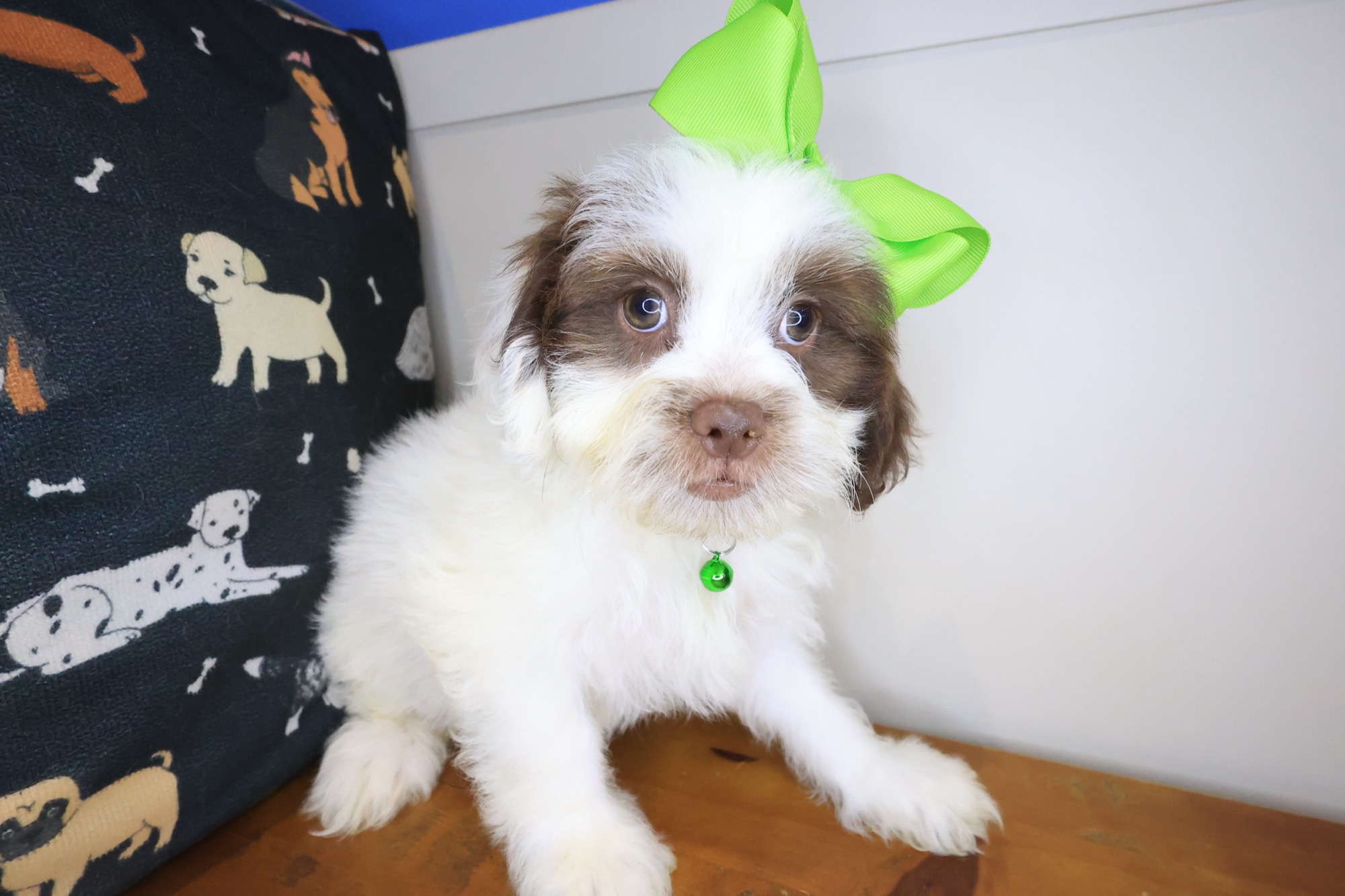 Martell, Teddy Bear puppy photo 4