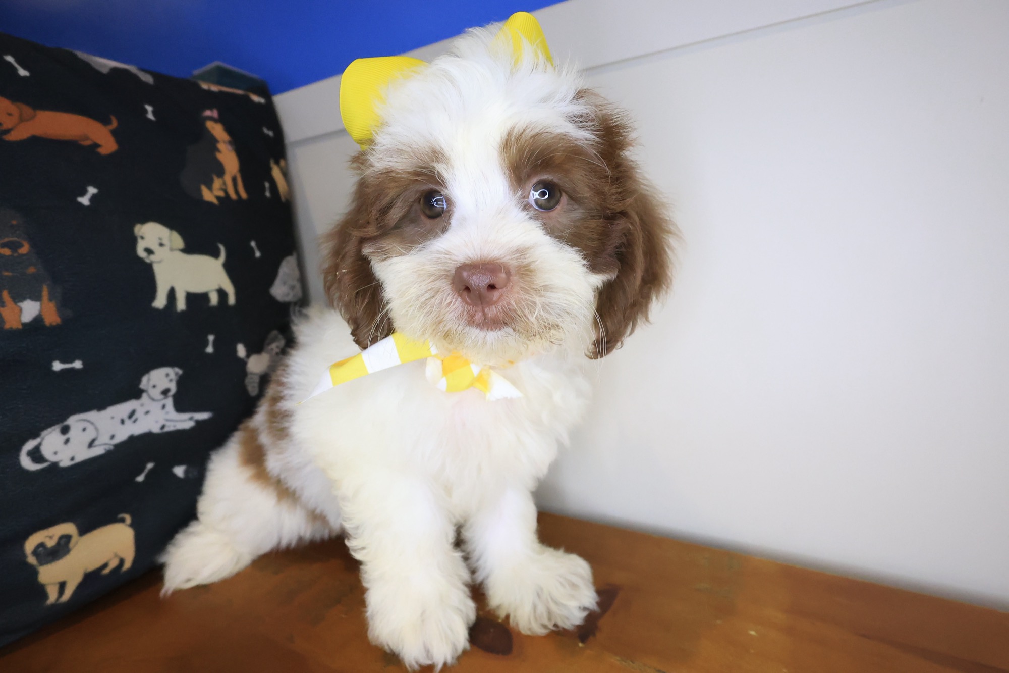Star, Teddy Bear puppy photo 2