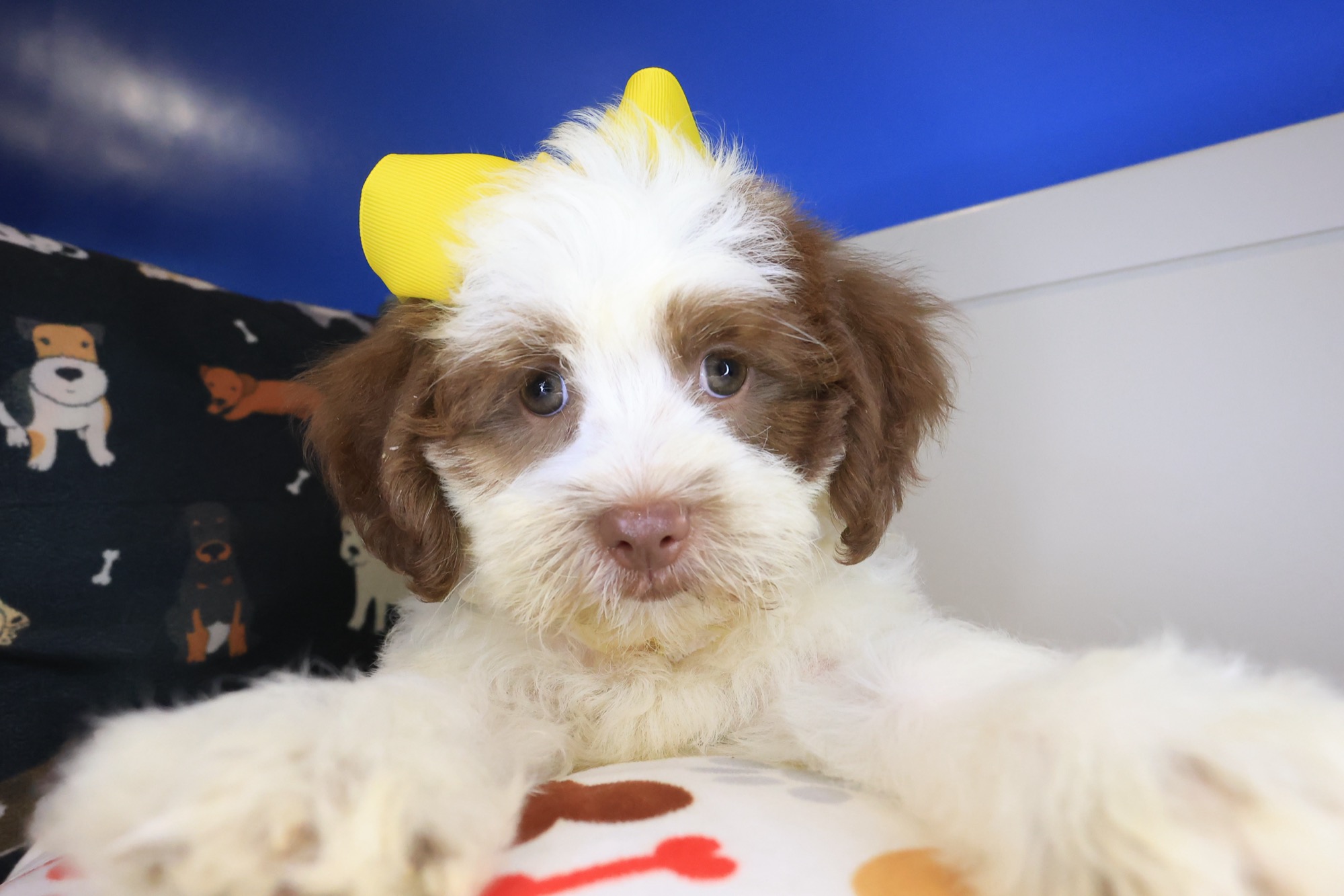Star, Teddy Bear puppy photo 3