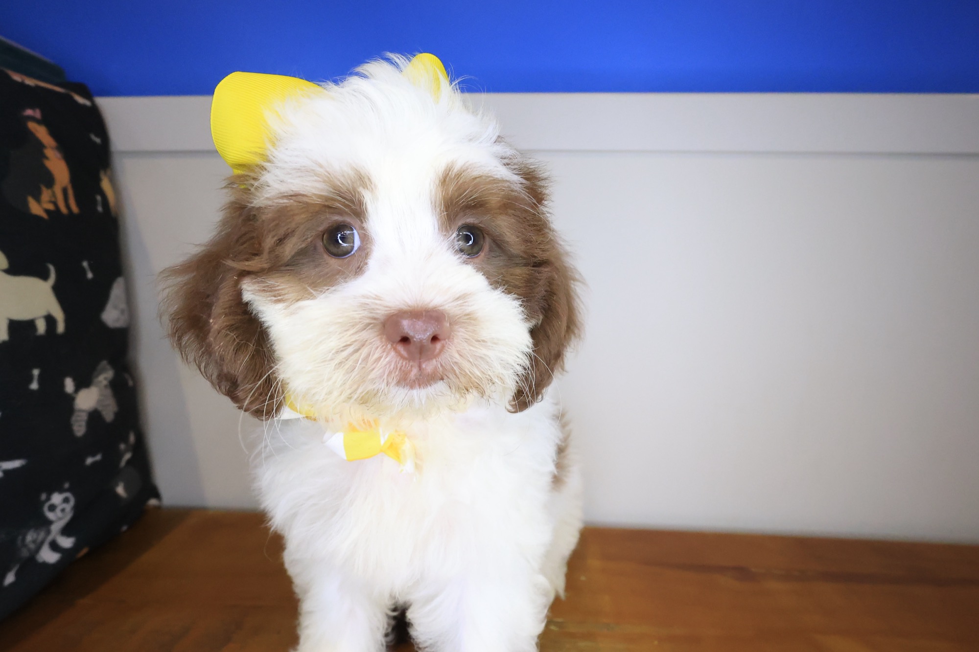 Star, Teddy Bear puppy photo 4