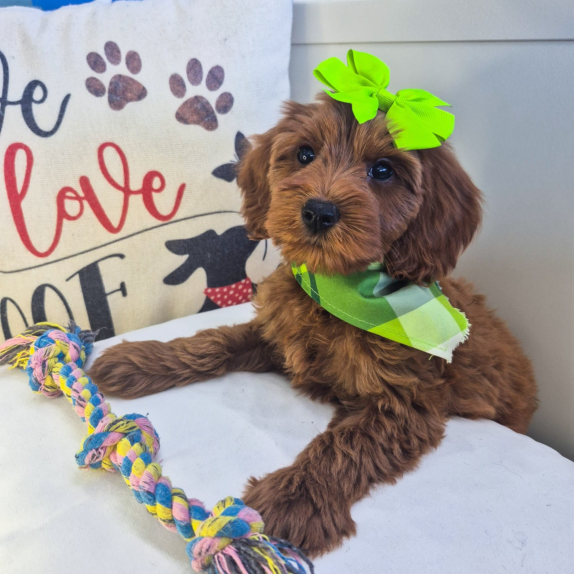 Beauty, Goldendoodle puppy