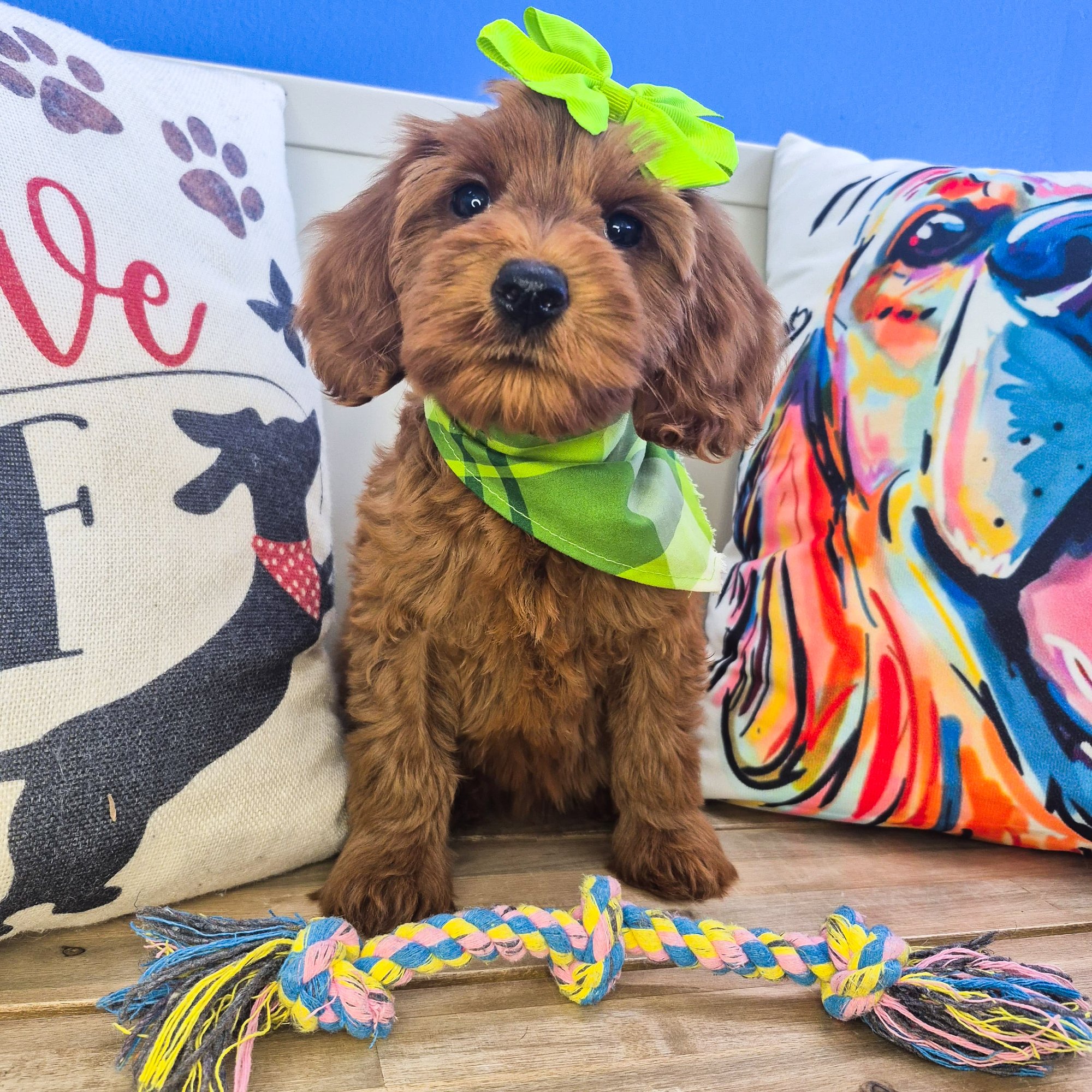 Beauty, Goldendoodle puppy photo 2