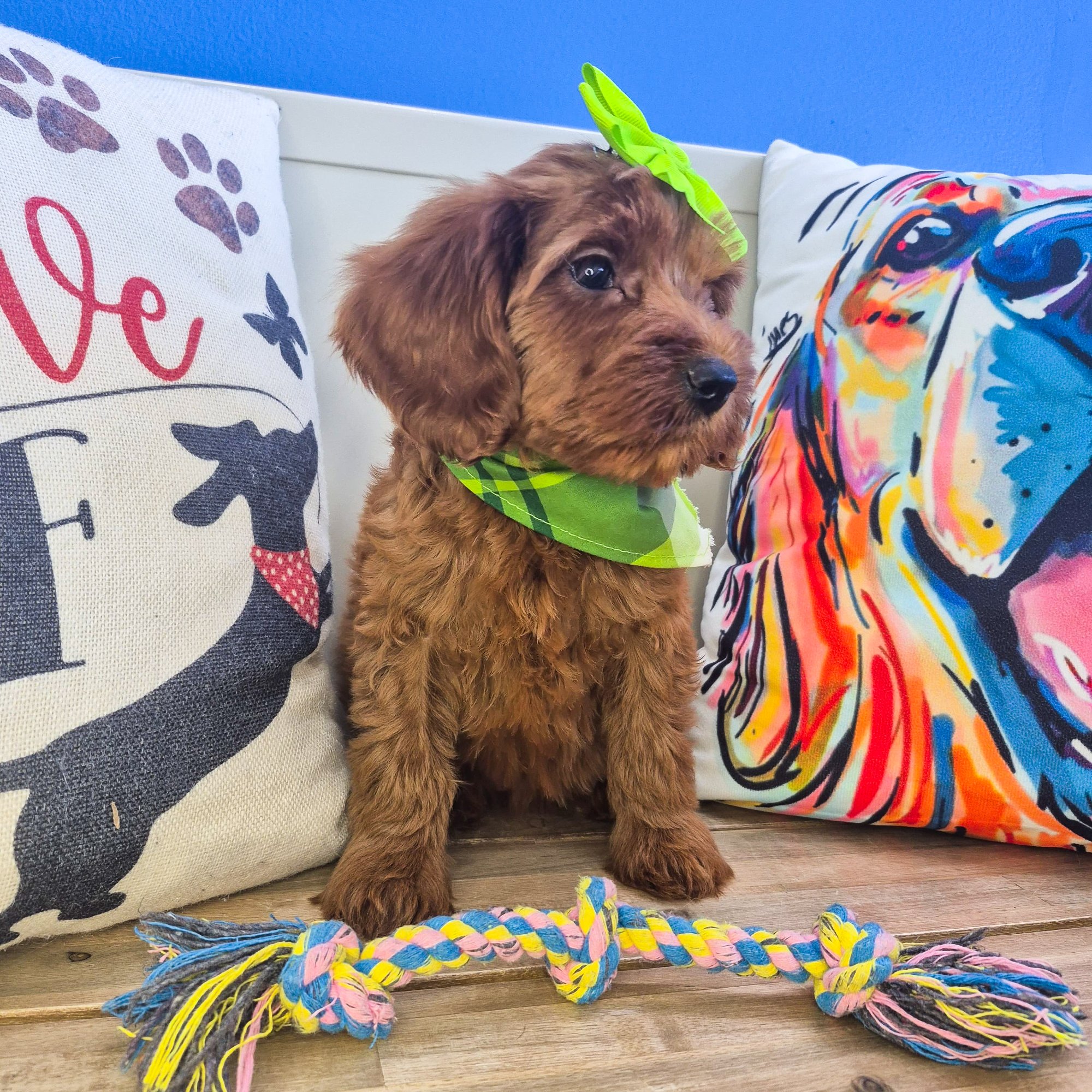 Beauty, Goldendoodle puppy photo 3
