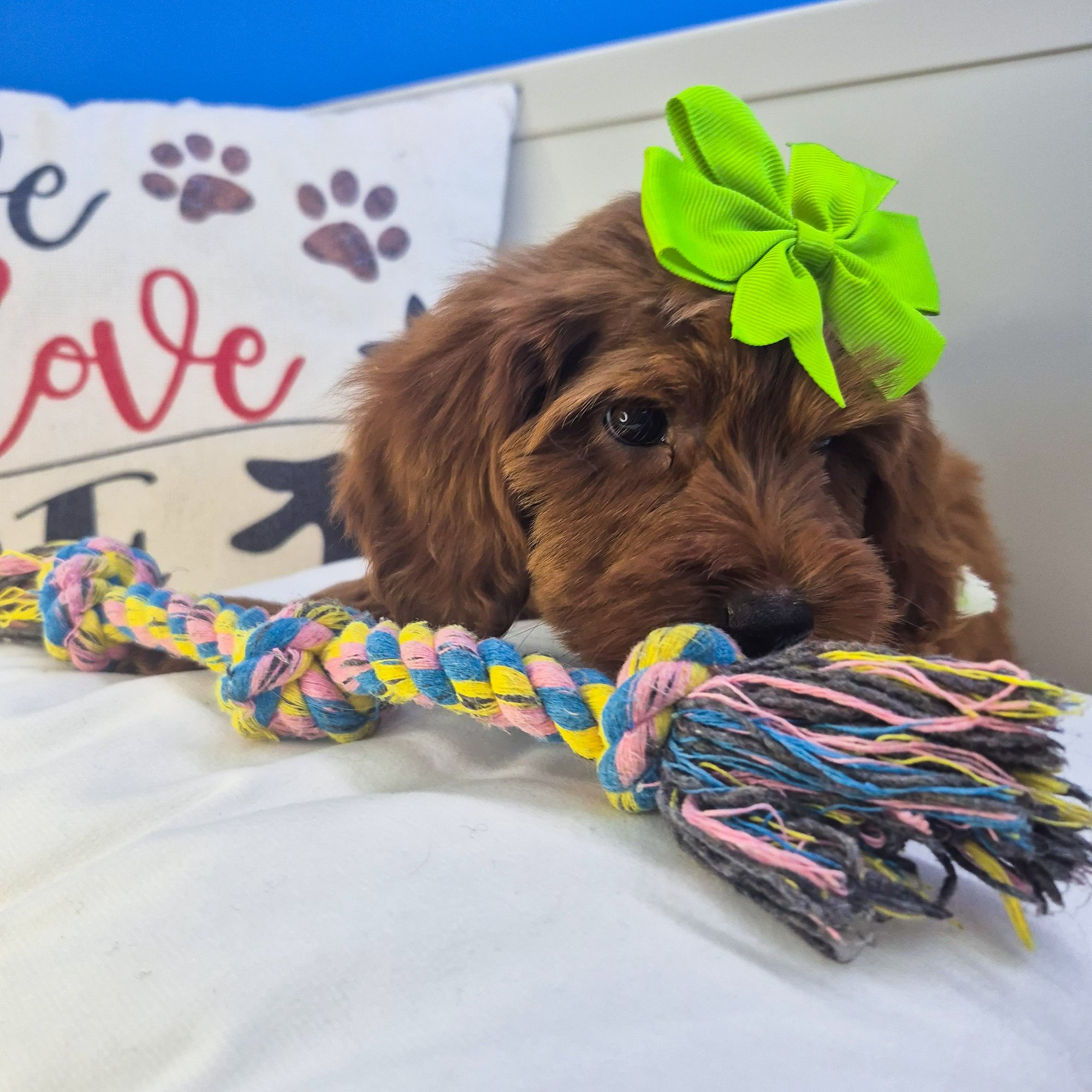 Beauty, Goldendoodle puppy photo 4