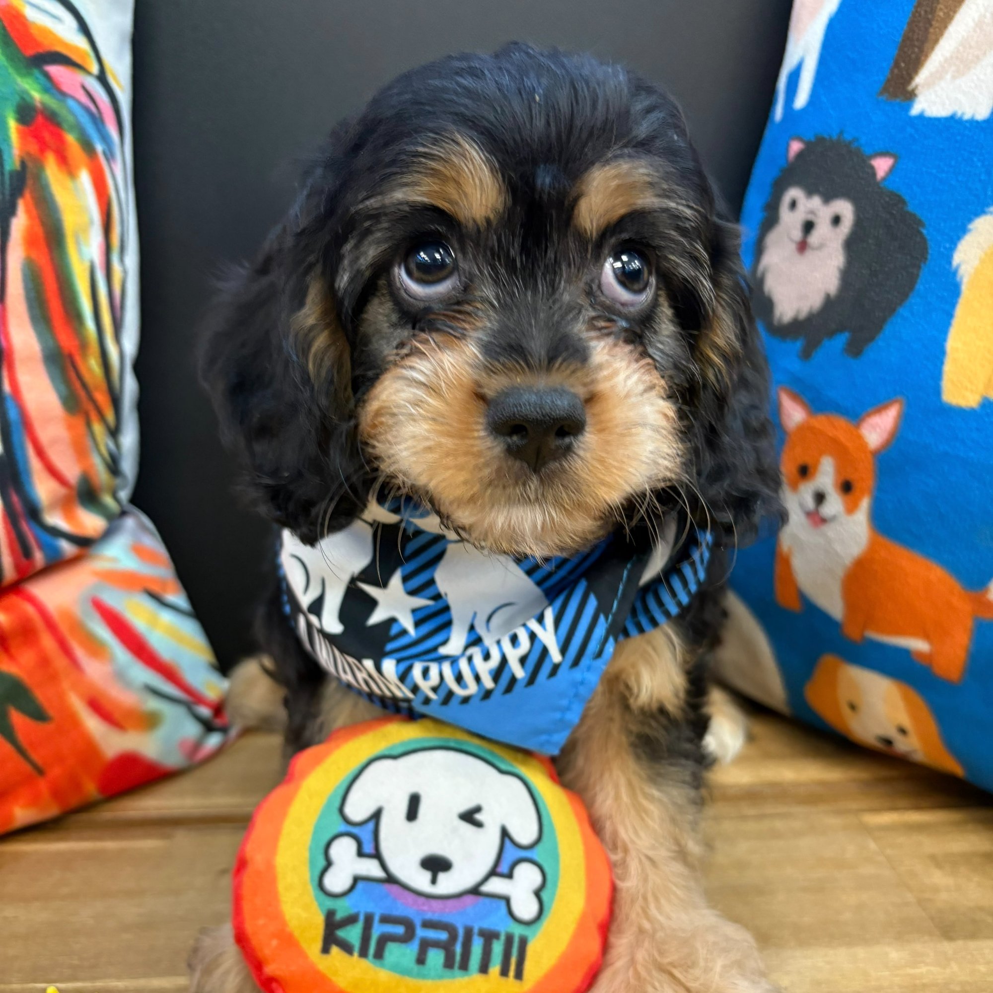 Hawthorne, Cavapoo puppy photo 2