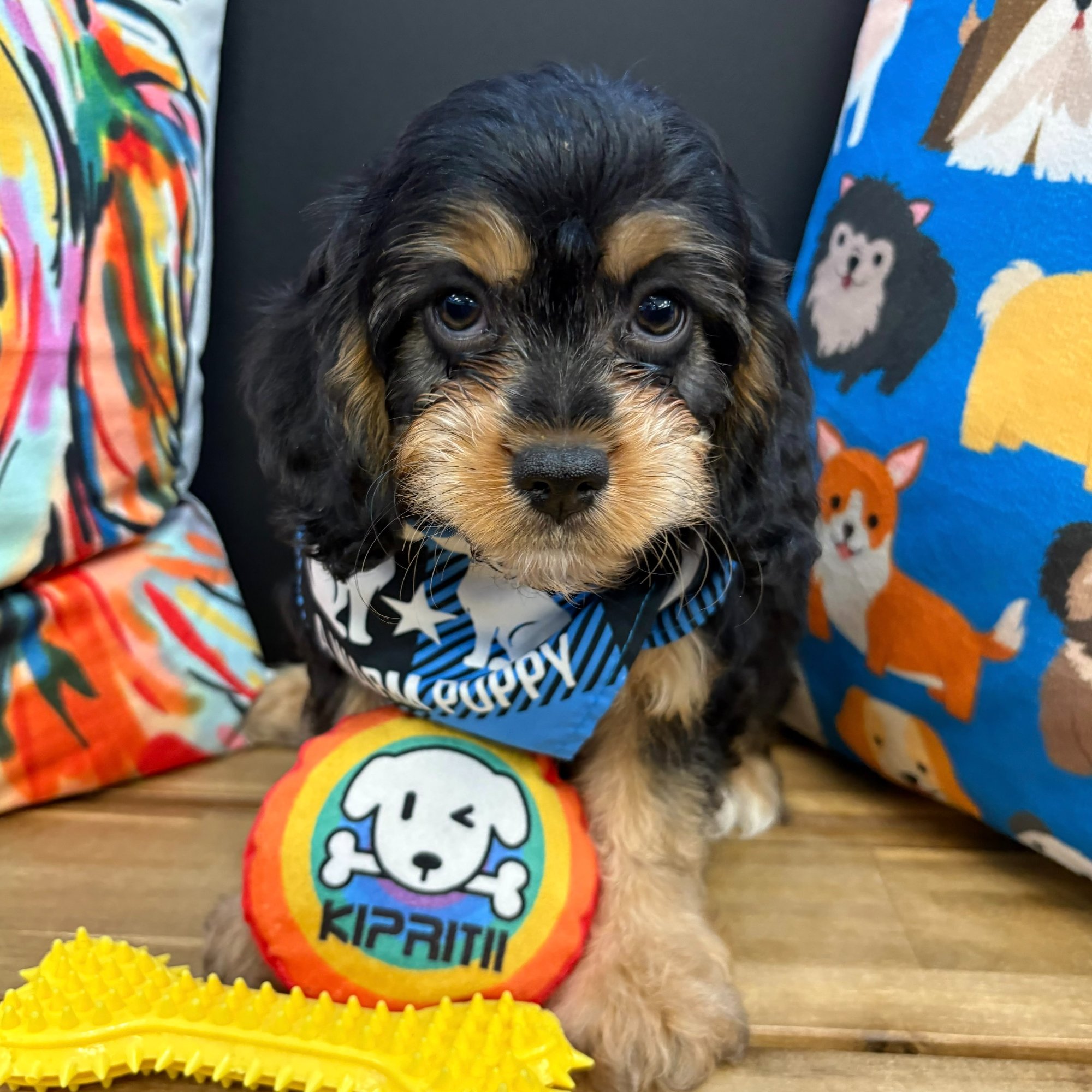 Hawthorne, Cavapoo puppy photo 3