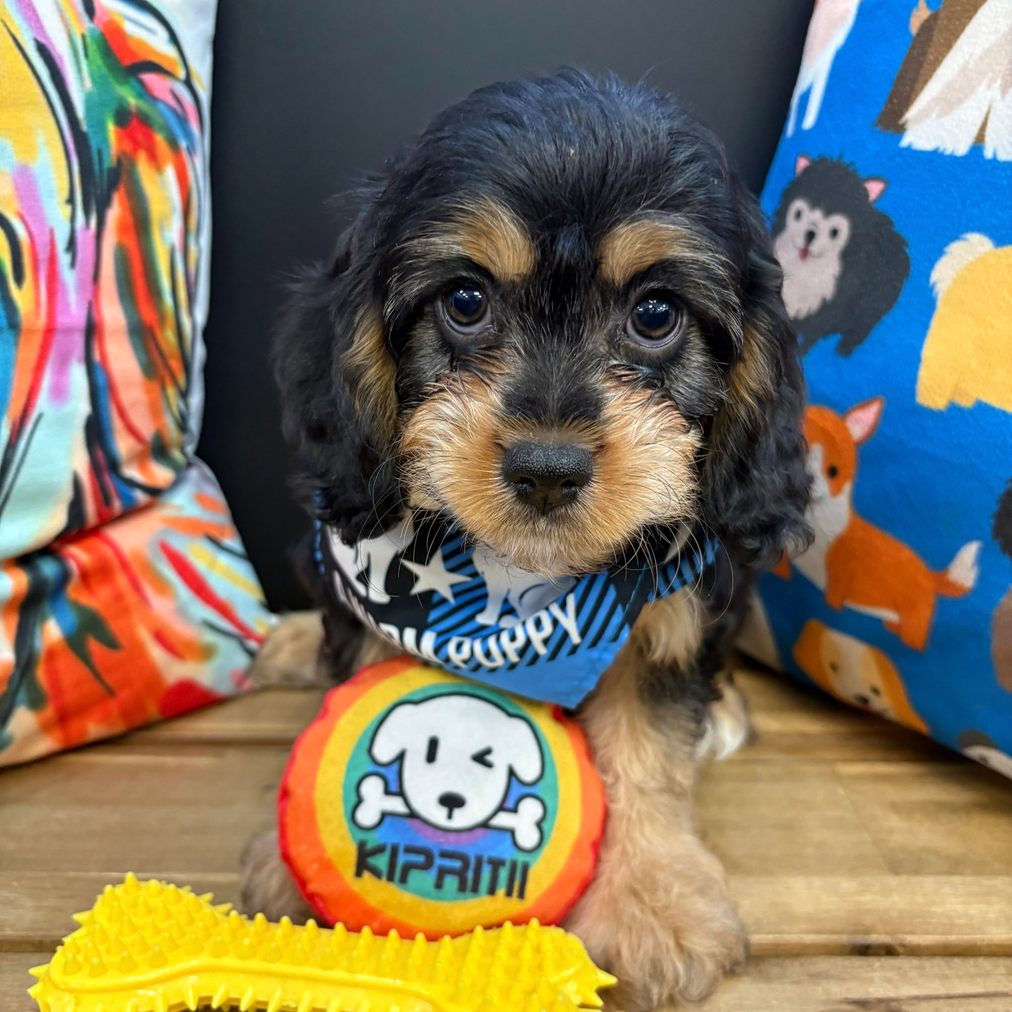 Hawthorne, Cavapoo puppy photo 4