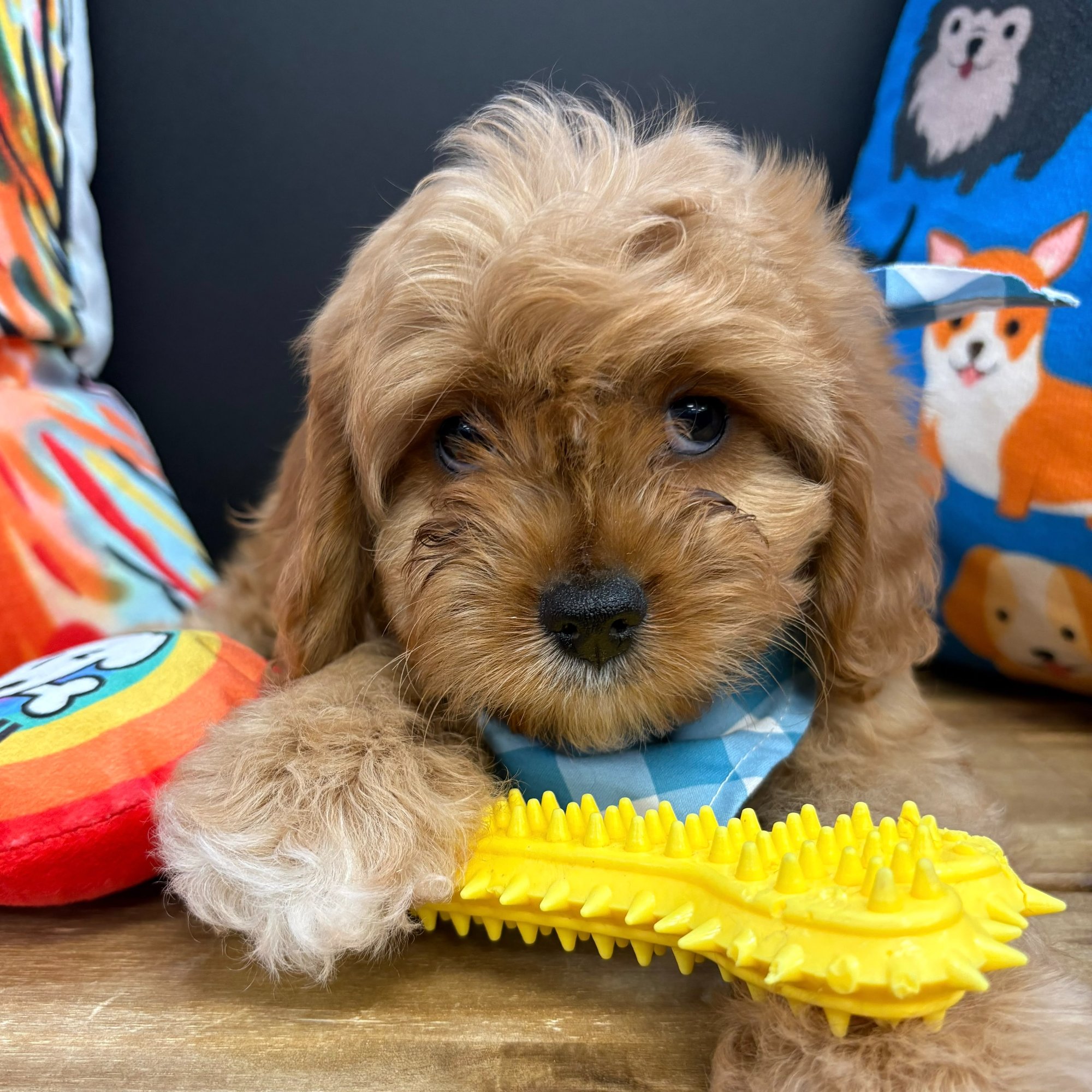 Corey, Cavapoo puppy
