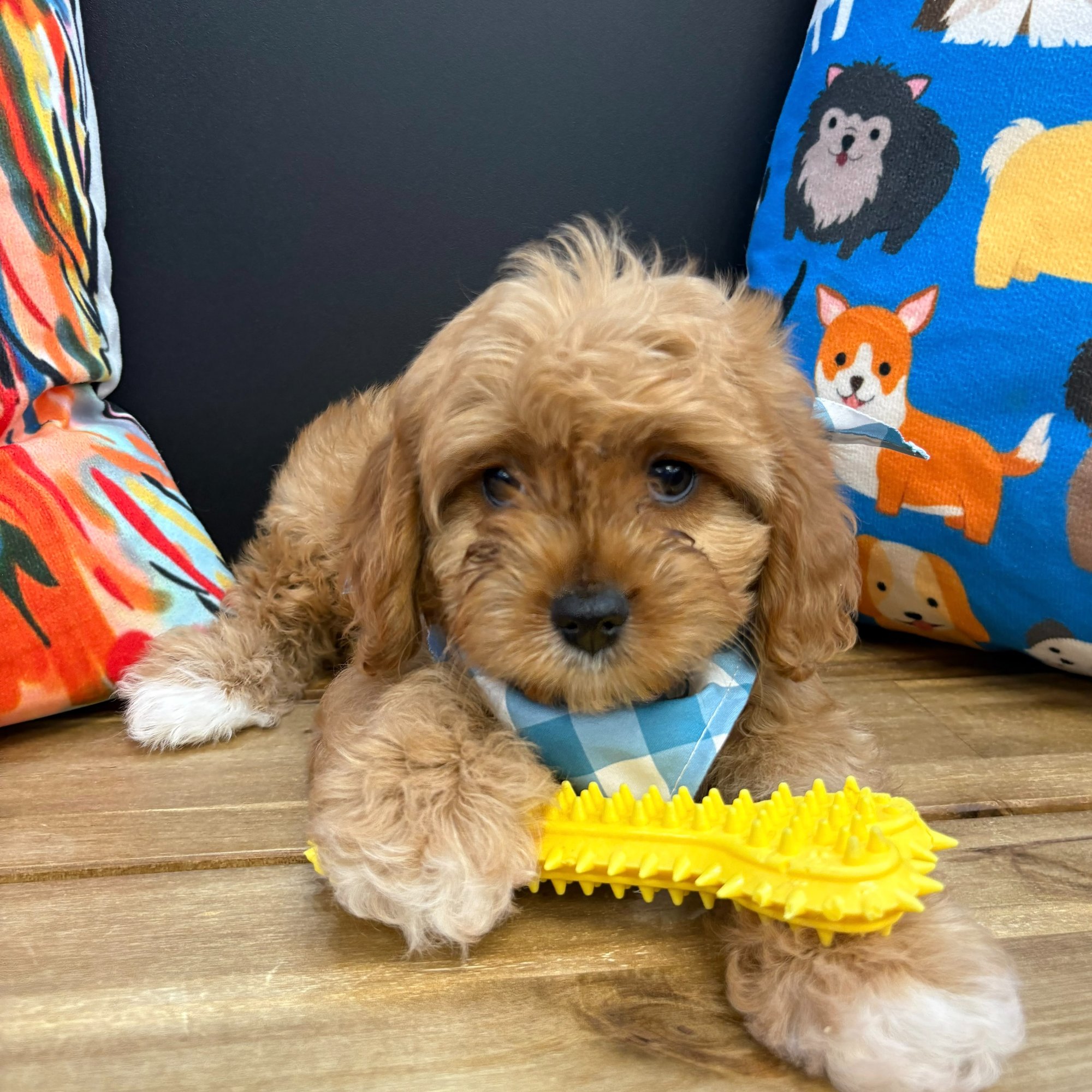 Corey, Cavapoo puppy photo 2