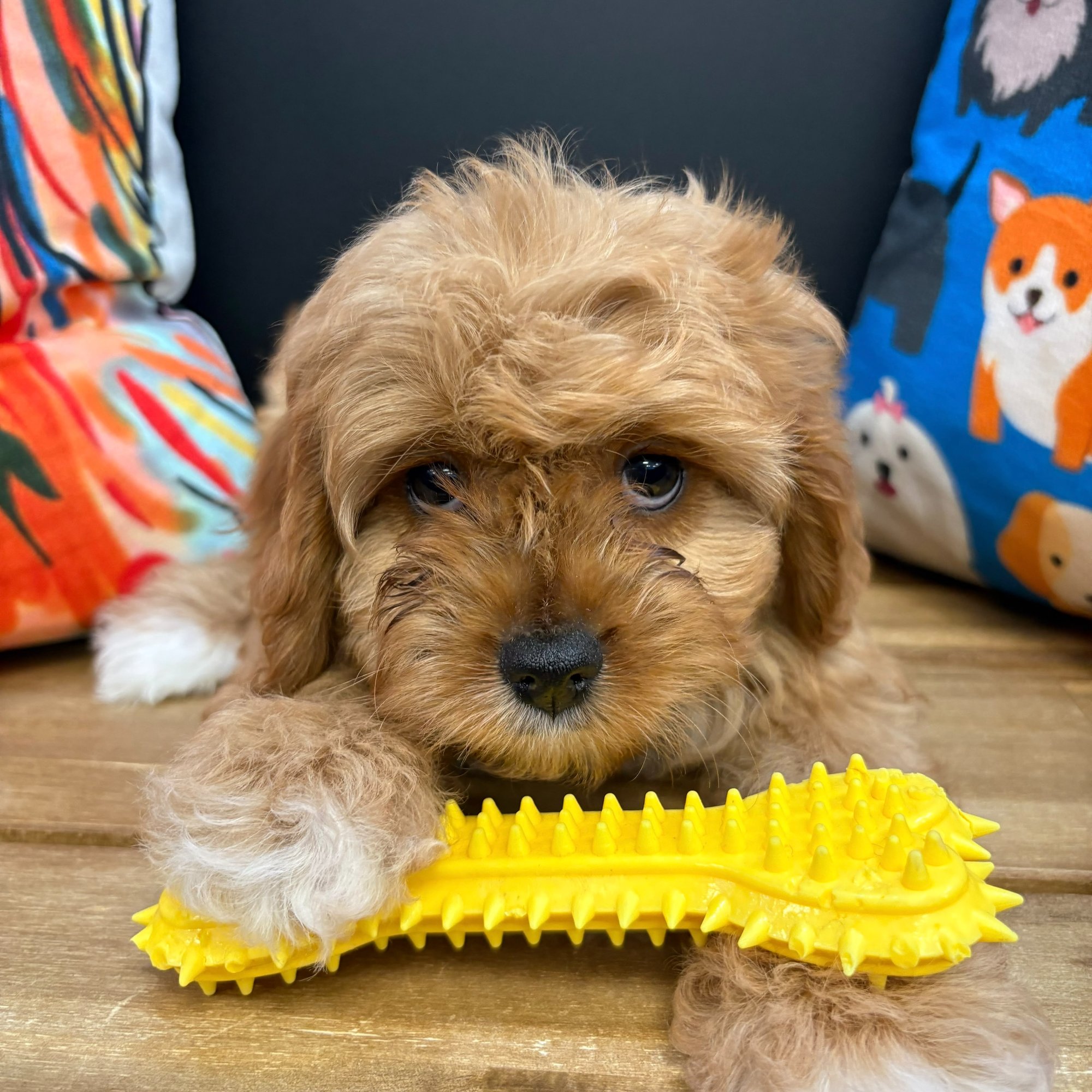 Corey, Cavapoo puppy photo 3