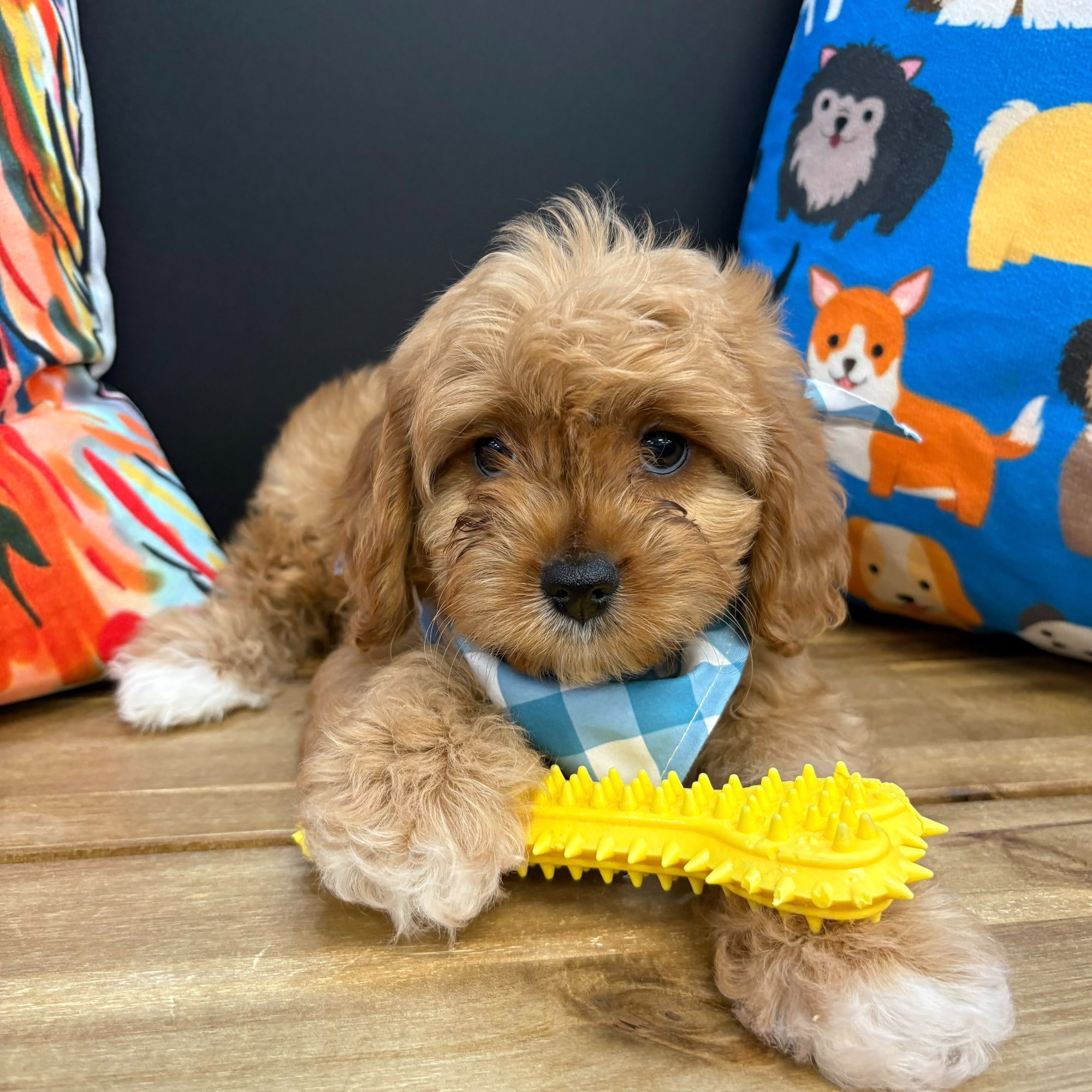 Corey, Cavapoo puppy photo 4