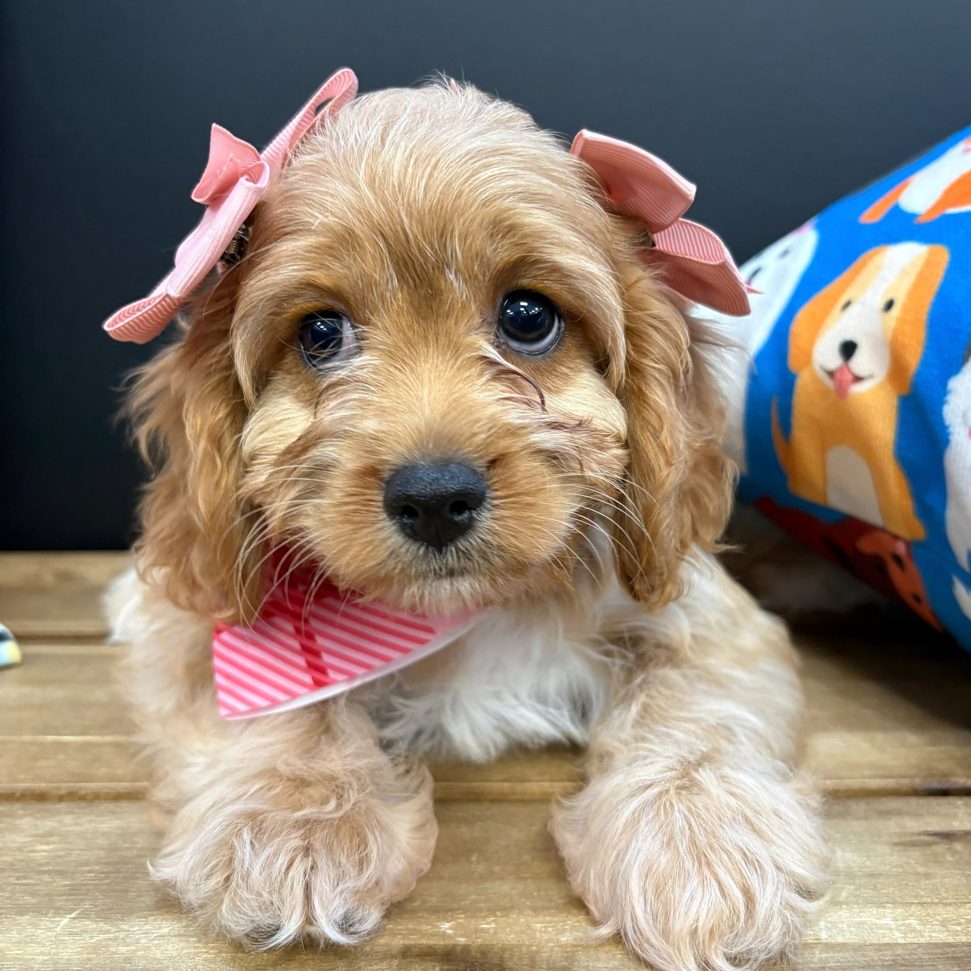 Lucy, Cavapoo puppy