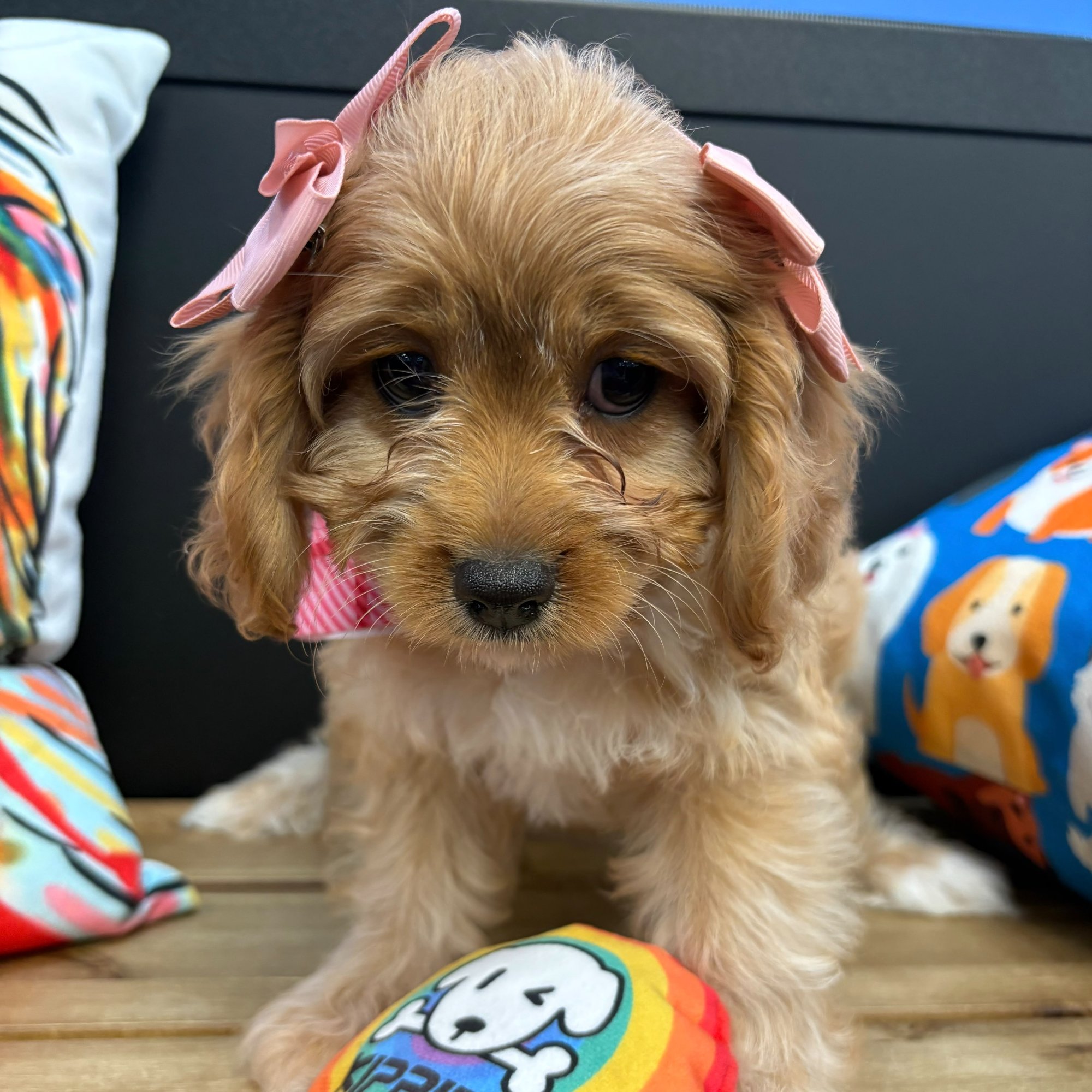 Lucy, Cavapoo puppy photo 2