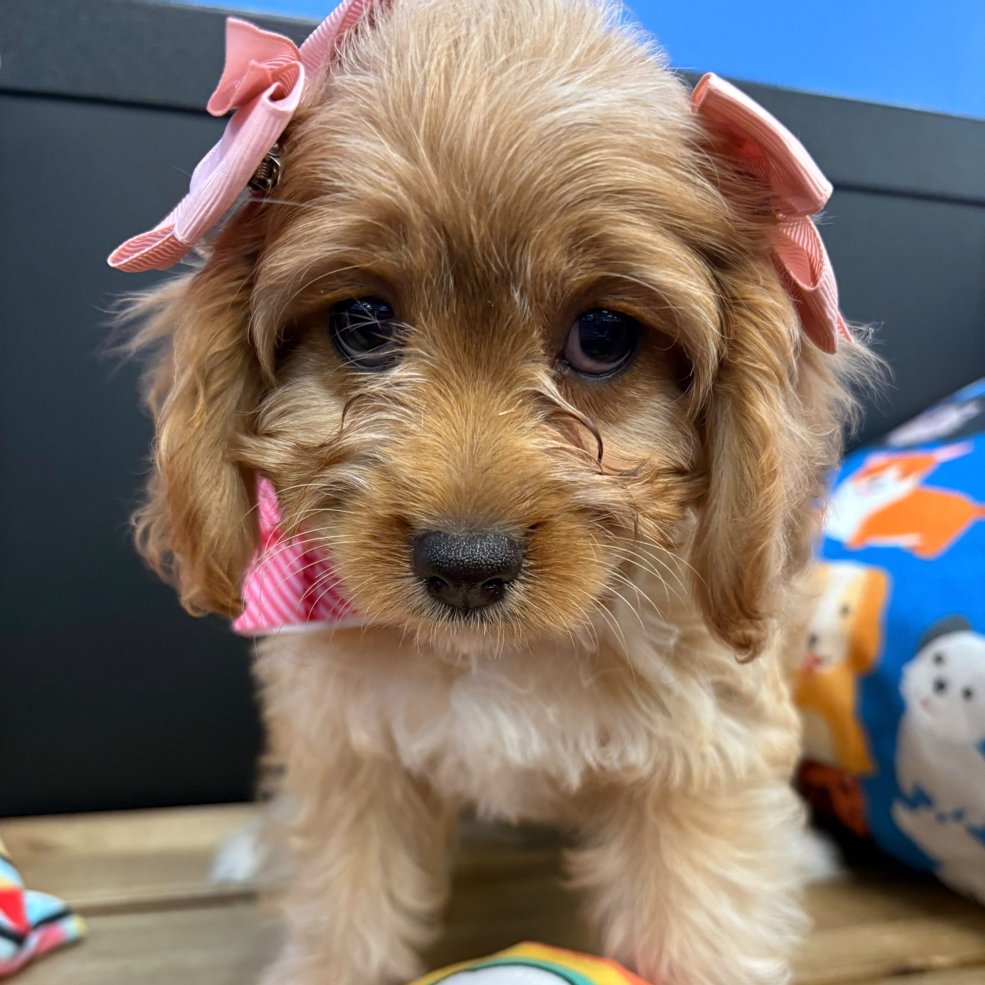 Lucy, Cavapoo puppy photo 3