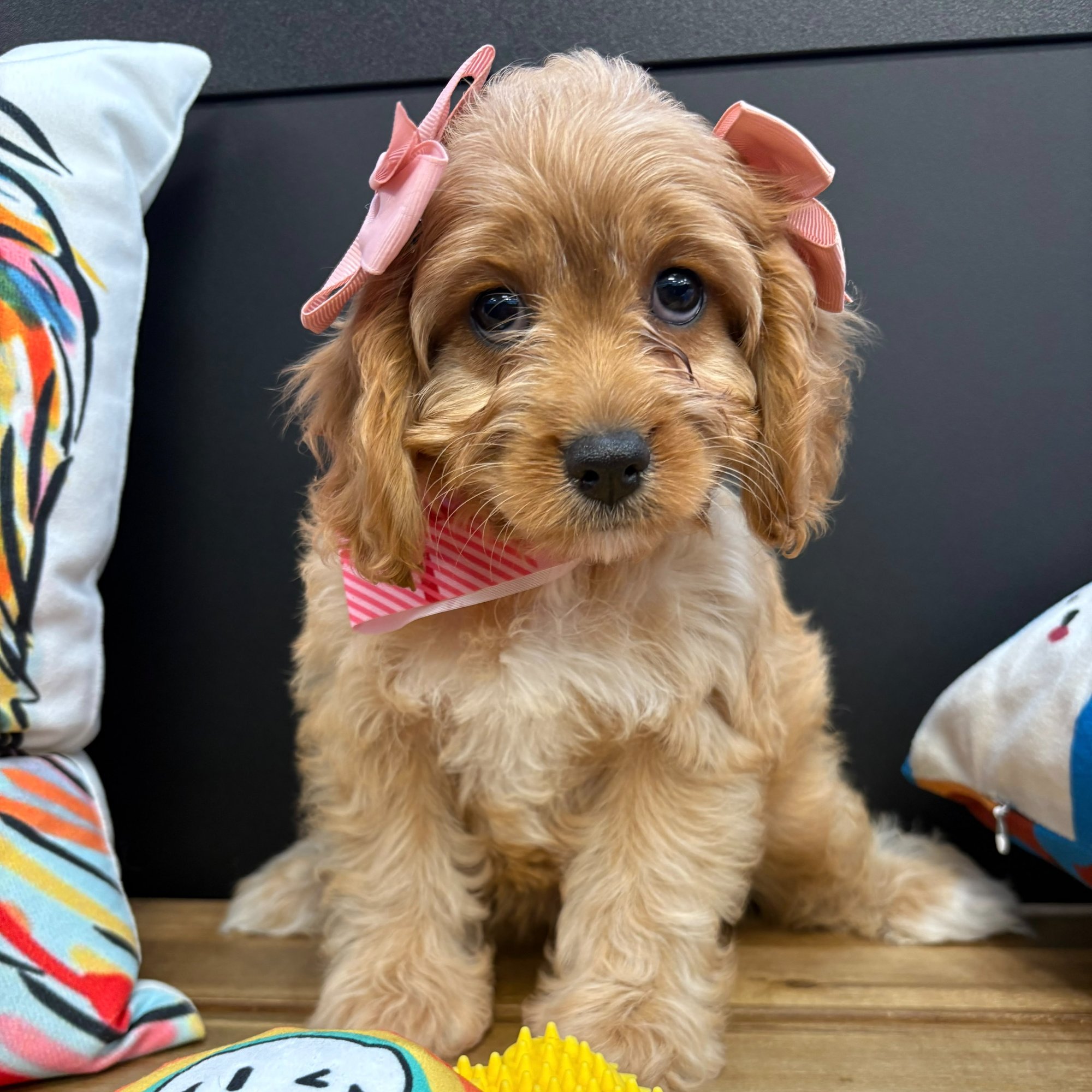 Lucy, Cavapoo puppy photo 4